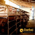 Darbas kiaulių skerdykloje Olandijoje 